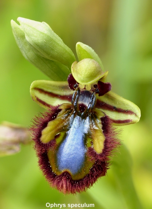 Andalusia: le orchidee e Grandi Pietre  marzo-aprile 2023.